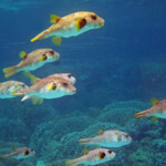 Loreto Bay Snorkeling