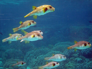 Loreto Bay Snorkeling