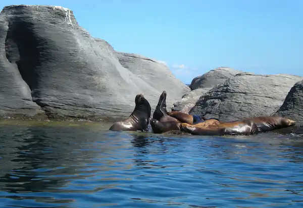 Análisis Histórico y Pronóstico de la Temperatura del Mar
