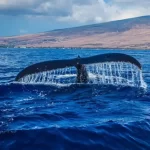 Avistamiento de Ballenas en Loreto