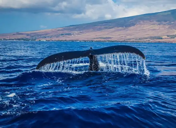 Avistamiento de Ballenas en Loreto