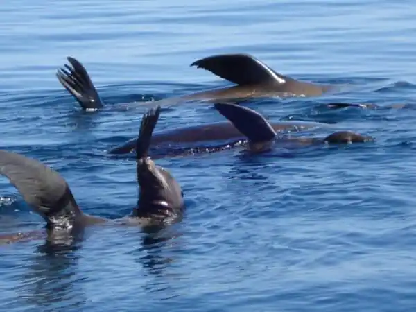 ¿Puedes nadar en Loreto, México?