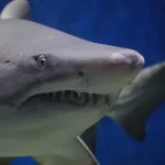 ¿Hay tiburones en Loreto, México?