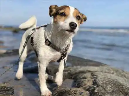 Hoteles Amigables con las Mascotas en Loreto Baja California Mexico