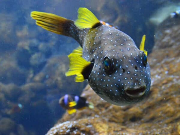 Loreto Bay National Marine Park