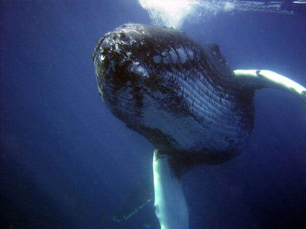 Ballena jorobada