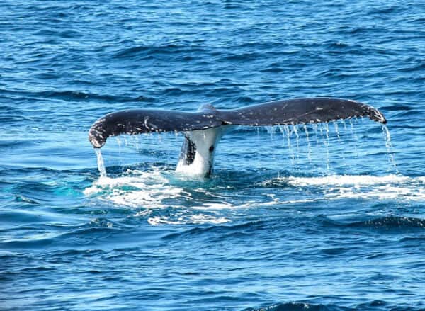 Loreto Blue Whale Watching Tours