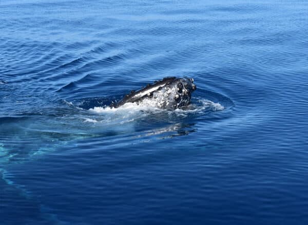 Cuándo es la temporada de ballenas en Loreto México
