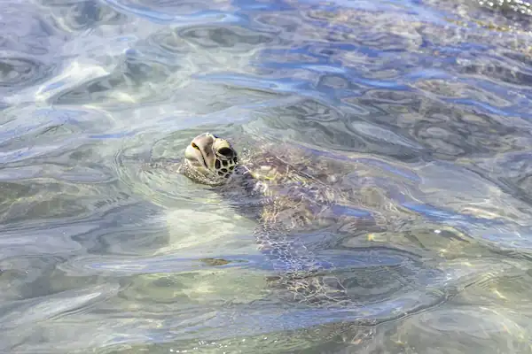 Another captivating marine encounter in Loreto's waters is the playful sea turtle.