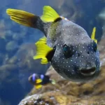 Loreto Bay National Marine Park