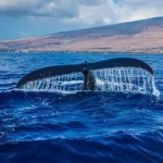 Loreto Whale Watching