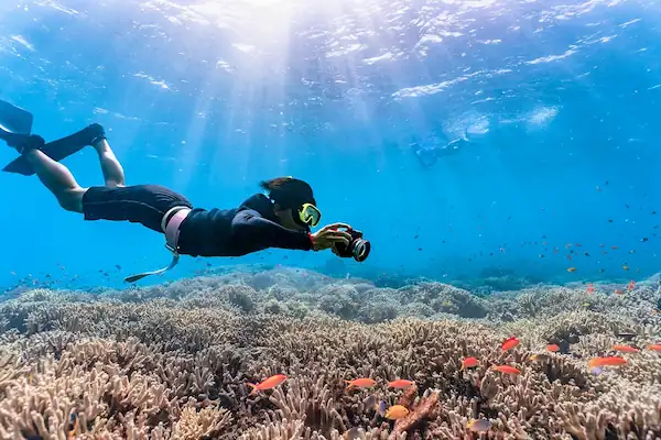 Marine Life Encounters in Loreto's Waters