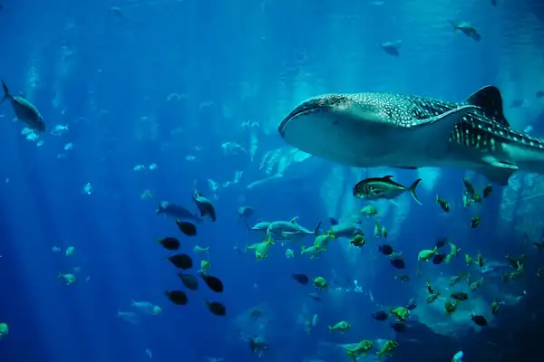 Types of Sharks in Loreto Mexico